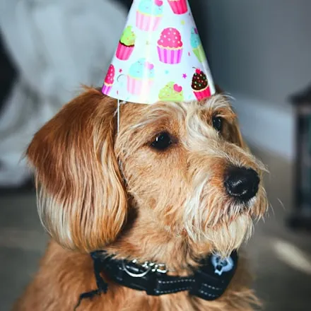 A dog in a party hat on grass