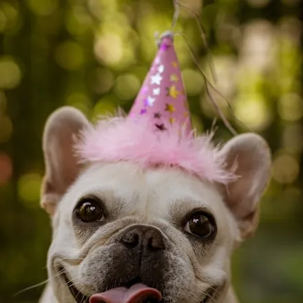 A dog wearing a party hat indoors